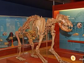 Museum Ladin Ursus Ladinicus